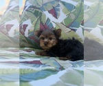 Small #3 Yorkshire Terrier