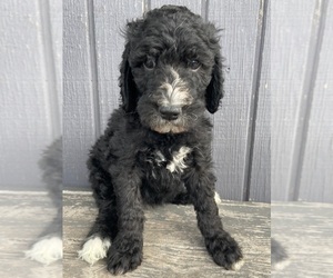 Goldendoodle Puppy for sale in LUCK, WI, USA