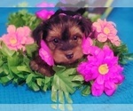 Puppy Amethyst Yorkshire Terrier