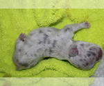 Small Photo #12 French Bulldog Puppy For Sale in SPRING, TX, USA