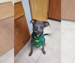 Small #7 Weimaraner Mix
