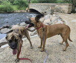 Small #11 German Shepherd Dog Mix