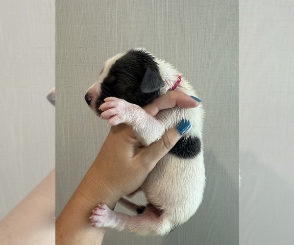 Medium Photo #33 Great Dane Puppy For Sale in HALLETTSVILLE, TX, USA