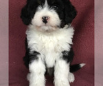 Small Photo #6 Golden Retriever Puppy For Sale in BLOUNTVILLE, TN, USA