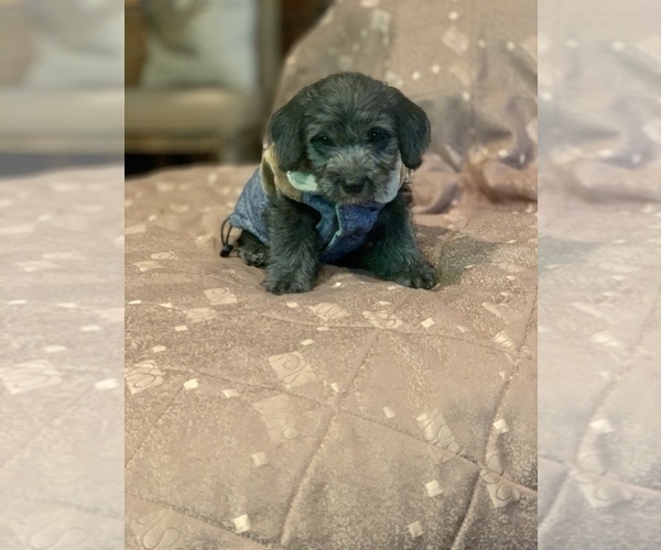 Medium Photo #1 Border Terrier-Poodle (Miniature) Mix Puppy For Sale in CHARTER OAK, CA, USA