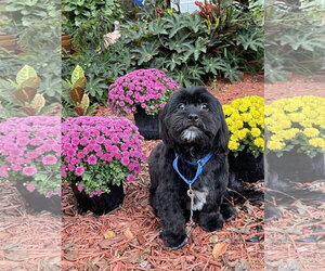 Teddy & Bear 2 - Male Shih Tzu-Unknown Mix Dog for Adoption - Photo #5