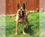 Small #1 German Shepherd Dog Mix