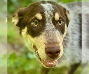 Sheprador Dogs for adoption in Bristol, CT, USA