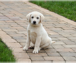 Small #10 Labrador Retriever