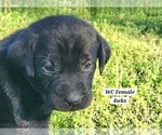 Small Photo #79 Labrador Retriever Puppy For Sale in EDGEWOOD, TX, USA