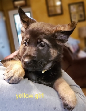 Medium Photo #2 German Shepherd Dog Puppy For Sale in BELDING, MI, USA