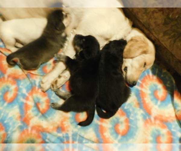 Medium Photo #2 Golden Labrador Puppy For Sale in MESA, CO, USA