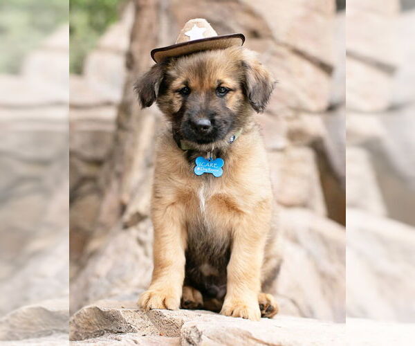 Medium Photo #16 Siberian Husky-Unknown Mix Puppy For Sale in Corona, CA, USA