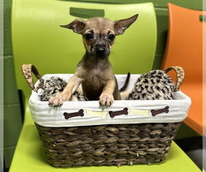 Chihuahua Dogs for adoption in Temple, TX, USA