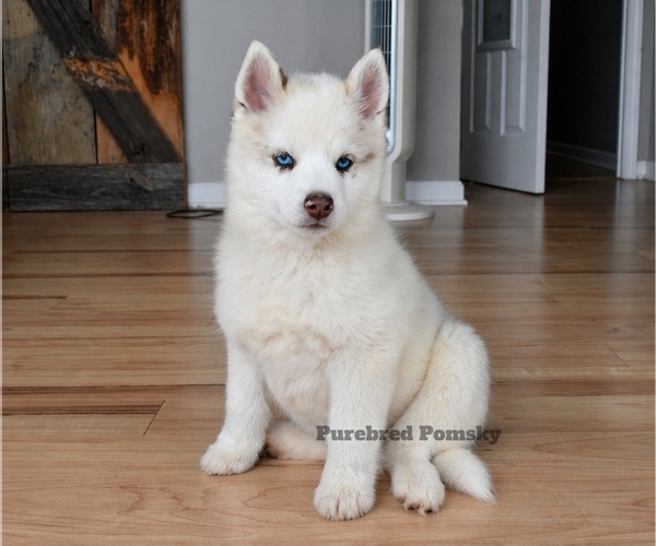 Medium Photo #2 Pomsky Puppy For Sale in KANSAS CITY, MO, USA