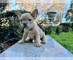 Small Photo #128 French Bulldog Puppy For Sale in HAYWARD, CA, USA