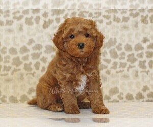 Cavapoo Puppy for sale in DENVER, PA, USA