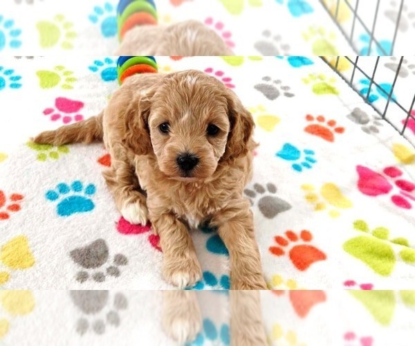 Medium Photo #13 Cavapoo mix (+ Poodle Miniature) Puppy For Sale in ORO VALLEY, AZ, USA