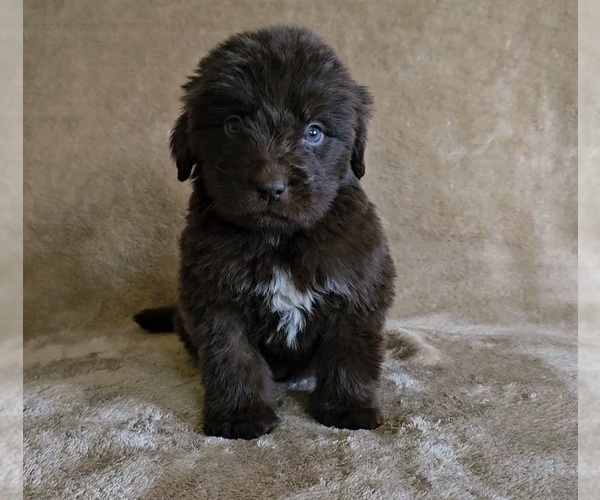Medium Photo #1 Newfoundland Puppy For Sale in CAMBRIDGE, NE, USA