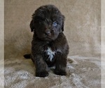 Puppy 4 Newfoundland
