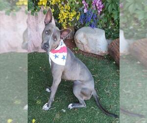 Mutt Dogs for adoption in Oklahoma City, OK, USA