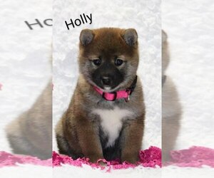 Shiba Inu Puppy for sale in LOYAL, WI, USA