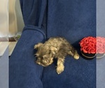 Small #43 Schnauzer (Miniature)