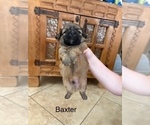 Small #6 Shih Apso