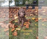 Small Photo #5 Labradoodle Puppy For Sale in KENLY, NC, USA