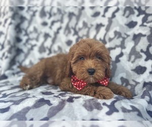 Cavapoo Puppy for sale in LAKELAND, FL, USA