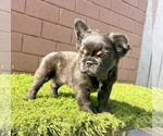 Small Photo #100 French Bulldog Puppy For Sale in ORLANDO, FL, USA