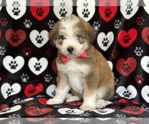 Poodle (Miniature)-Siberian Husky Mix Puppy for sale in LAKELAND, FL, USA