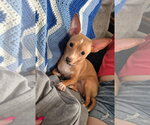 Small #2 Chihuahua
