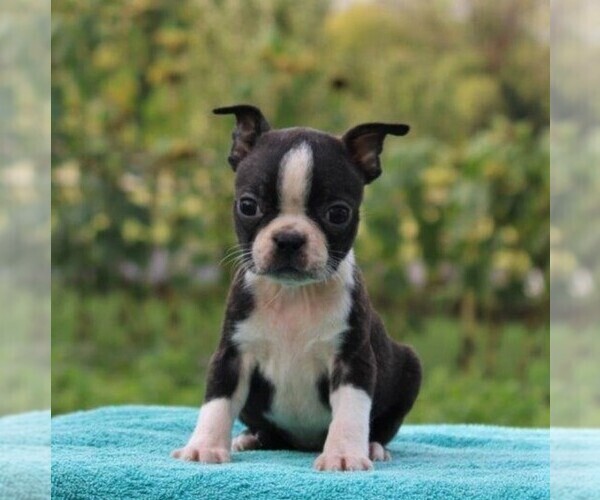 Medium Photo #3 Boston Terrier Puppy For Sale in GAP, PA, USA
