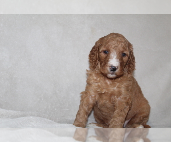 Medium Photo #4 Goldendoodle Puppy For Sale in FRESNO, OH, USA