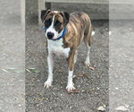 Small #8 Mutt
