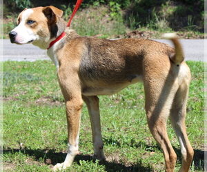 Reggie 43547 - Male Mutt Dog for Adoption - Photo #3