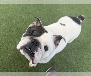 Bulldog-Unknown Mix Dogs for adoption in Brewster, NY, USA