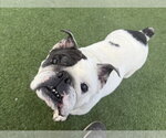 Small Bulldog Mix