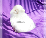 Small Photo #7 Pomeranian Puppy For Sale in PALM BCH GDNS, FL, USA