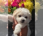 Small Photo #4 Bichon Frise-Maltipoo Mix Puppy For Sale in LEBANON, TN, USA