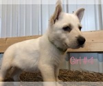 Small Photo #6 German Shepherd Dog Puppy For Sale in FOSTER, KY, USA