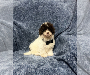 Cavapoo Puppy for sale in JEFFERSONVILLE, IN, USA