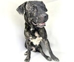 Small Photo #3 Mutt Puppy For Sale in Houston, TX, USA