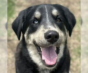 Labrador Retriever-Unknown Mix Dogs for adoption in Canton, CT, USA
