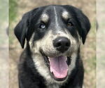 Small Labrador Retriever Mix