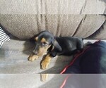 Small Photo #2 Basset Hound Puppy For Sale in PARKER, AZ, USA