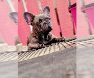 French Bulldog Puppy for sale in WAXAHACHIE, TX, USA