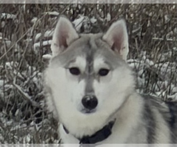 Medium Photo #1 Siberian Husky Puppy For Sale in MOUNT VERNON, IL, USA