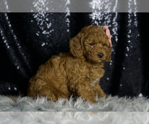 Medium Photo #116 Goldendoodle (Miniature) Puppy For Sale in WARSAW, IN, USA